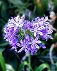 Close-up of purple flowers