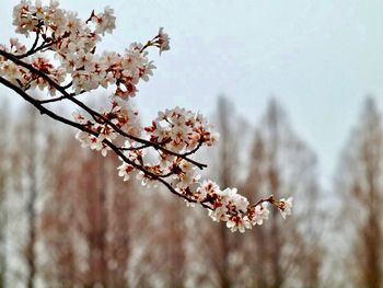 Close-up of cherry blossoms in spring