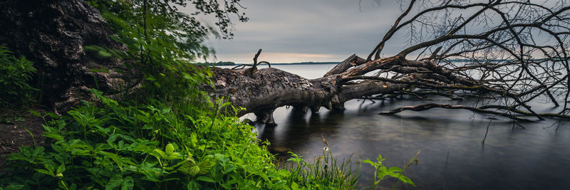 Scenic view of forest against sky