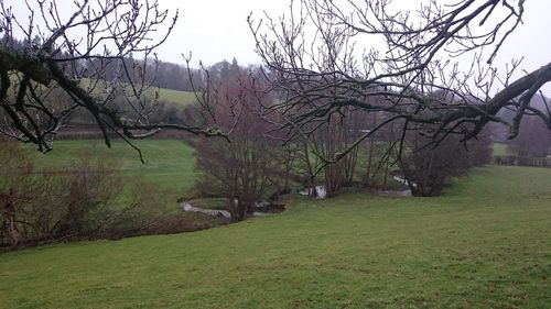 Bare trees on grassy field