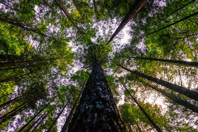 Low angle view of bamboo trees in forest