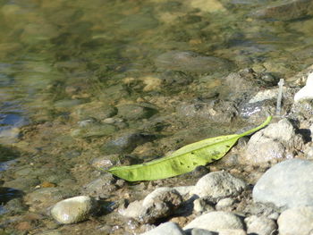 High angle view of turtle in water