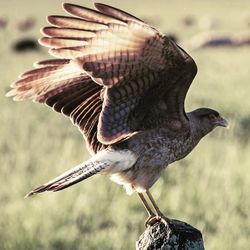 Close-up of bird with spread wings perching outdoors