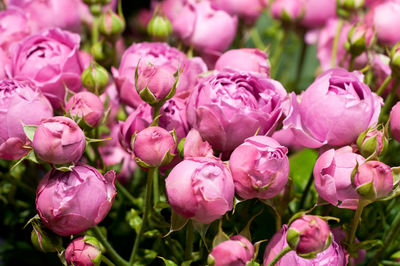 Close-up of pink flowering plants