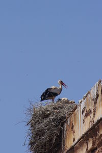 Low angle view of bird perching on nest against clear blue sky