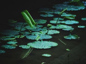 Leaves floating on pond