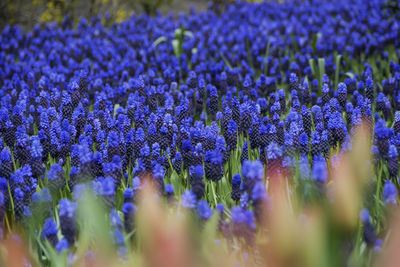 Close-up of purple flowering plants on field