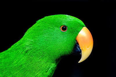 Close-up of parrot on black background