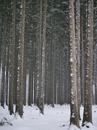 Trees in forest during winter