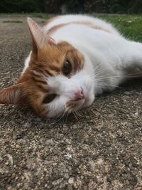 Close-up portrait of ginger cat lying down