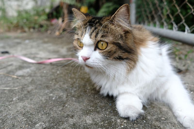 Close-up of a cat looking away