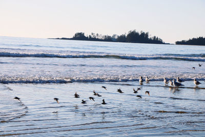 Birds flying over sea against sky