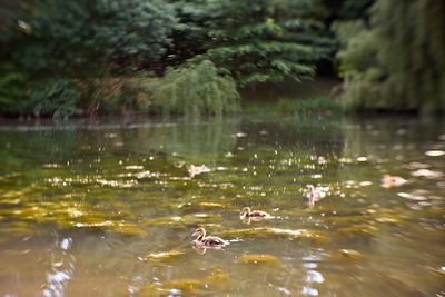 View of ducks swimming in lake