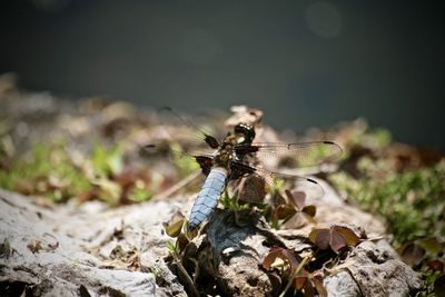 Close-up of butterfly on rock