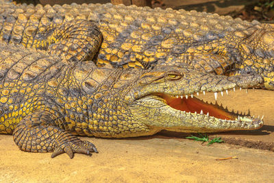 Close-up of a lizard on a field