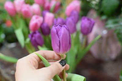 Close-up of hand holding purple flowering plant