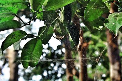 Close-up of leaves on tree