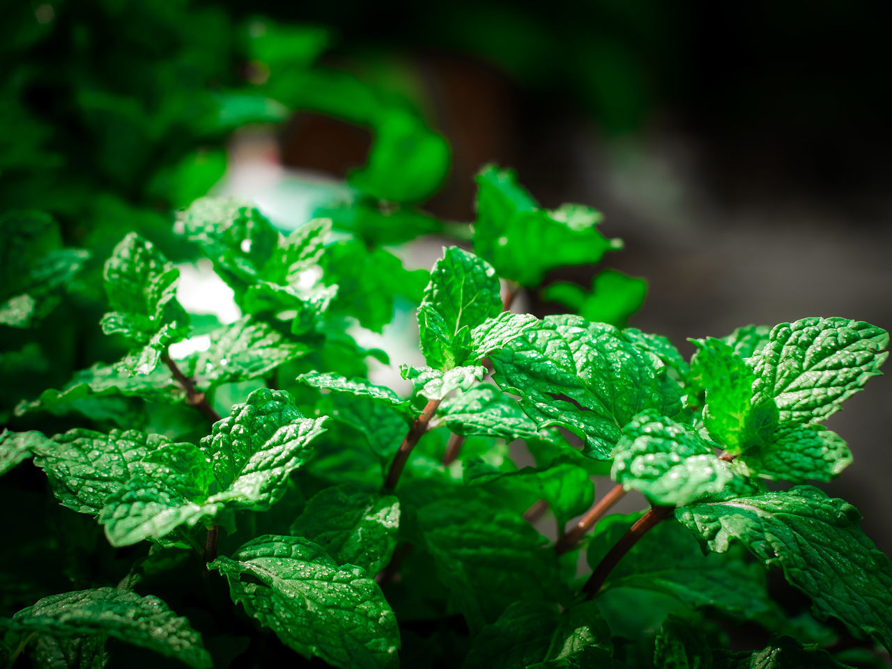 CLOSE-UP OF FRESH GREEN LEAVES WITH PLANT