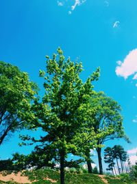 Low angle view of trees against blue sky