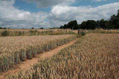 Scenic view of field against sky