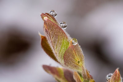Water drops on recent foliage