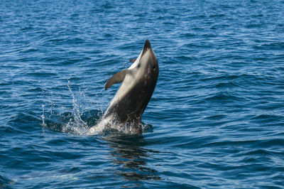 View of whale swimming in sea