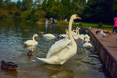 Swans swimming in lake