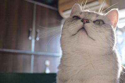 Close-up of a cat looking away at home