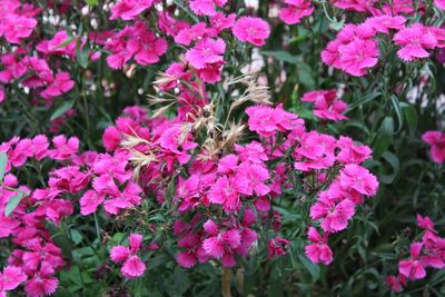 Close-up of pink flowering plants