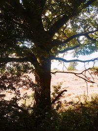 Low angle view of trees in forest