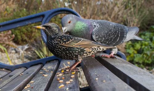 Birds perching on park bench