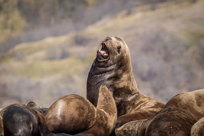 Group of sea lions on rock at sea