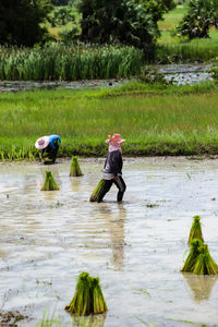 A group of women working in rice field in thailand