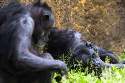 Monkeys in a zoo