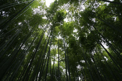 Low angle view of bamboo trees