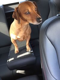 Dog sitting in car