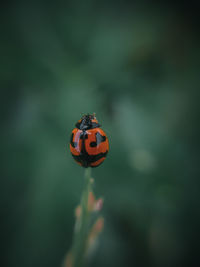 Close-up of ladybug on leaf