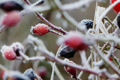 Close-up of frozen berries on tree