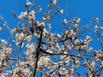 Low angle view of cherry blossom against blue sky