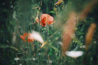 Close-up of red flower on field