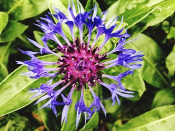 Close-up of purple flower