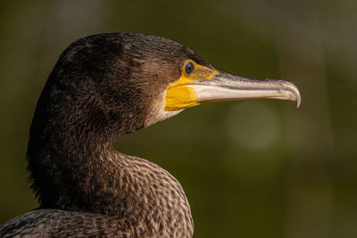 Close-up of a bird looking away