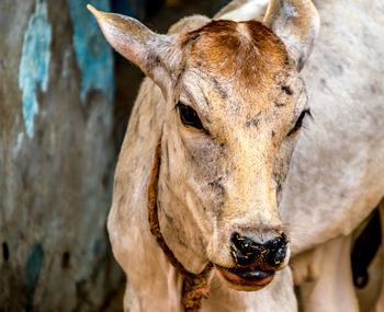 Close-up portrait of calf