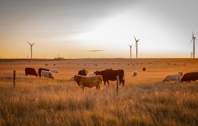 Wind farm located in wheat fields with cattle