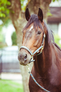 Close-up of horse on tree