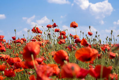 Close-up of poppies blooming on field against sky