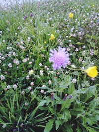 Close-up of purple flowering plant