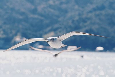 Close-up of seagull flying