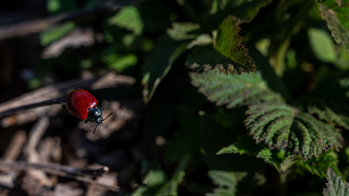 Close-up of ladybug on leaf