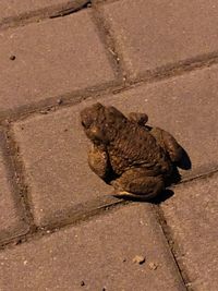 High angle view of bird on floor in city